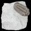 Prone Eldredgeops Trilobite - Ohio #50896-1
